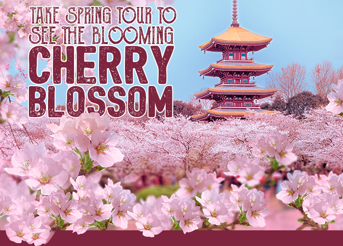 Take Spring Tour to See the Blooming Cherry Blossom